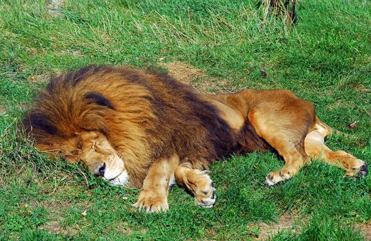 Picture of a big male lion sleeping in the sun