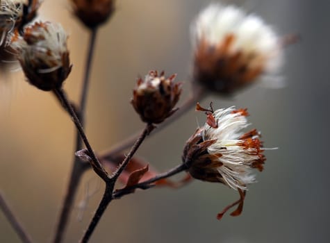 Close-up picture of a wild plant in autumn