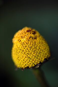 Close-up of a wild plant in Autumn