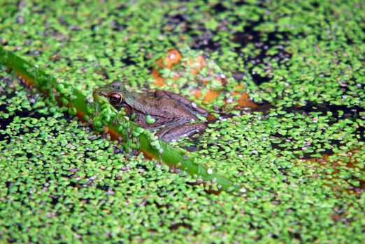 Picture of a green frog in a pond filled with green vegetation