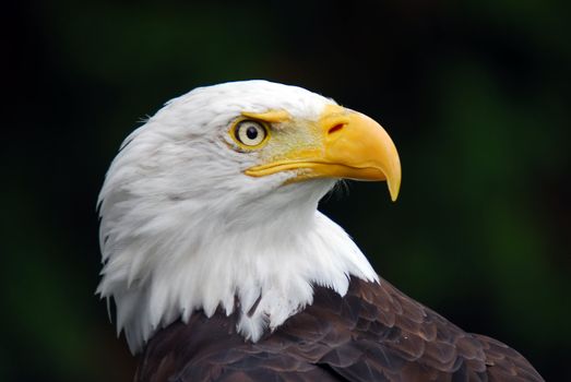 Portrait of an American Bald Eagle (Haliaeetus leucocephalus)