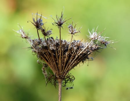 Close-up picture of a wild plant in autumn