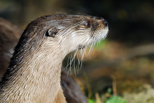 Close-up portrait of a wet Northern River Otter