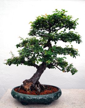 Picture of a bonsai tree with a white background