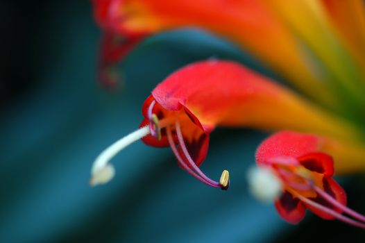 Macro of a flower's stamens with bright colors