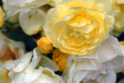 A close-up picture of many yellow roses covered with water droplets