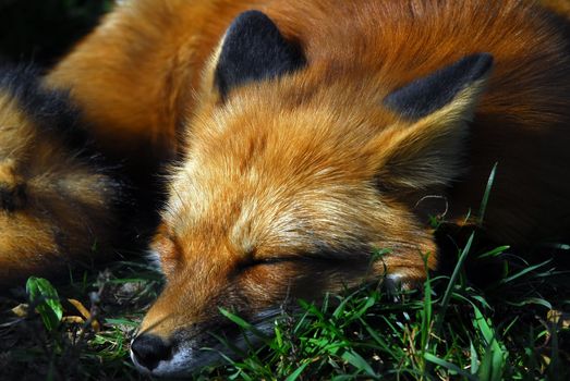 A close-up portrait of a Red Fox sleeping