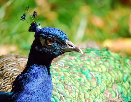 Portrait of an Indian Peafowl (Pavo cristatus)