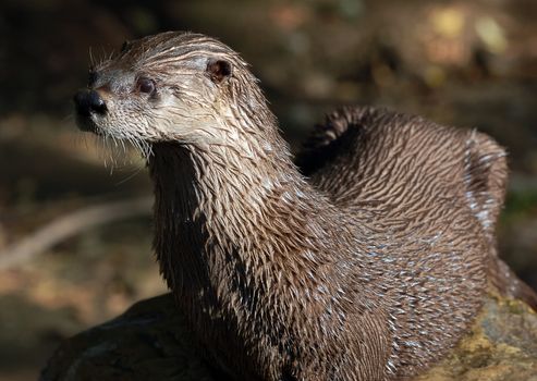 Close-up portrait of a wet Northern River Otter