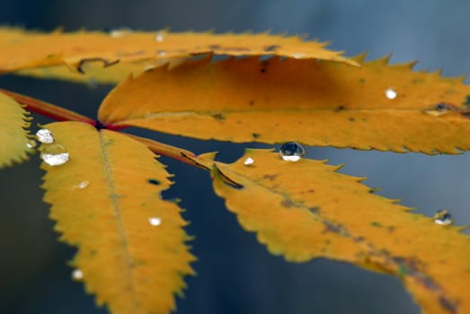 Close-up picture of some orange leaves with a few droplets on them