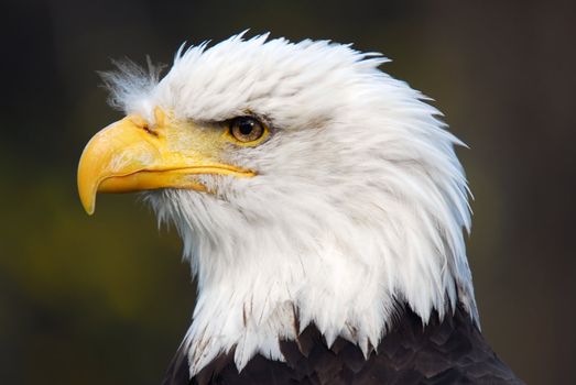 Portrait of an American Bald Eagle (Haliaeetus leucocephalus)