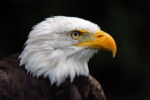 Portrait of an American Bald Eagle (Haliaeetus leucocephalus)