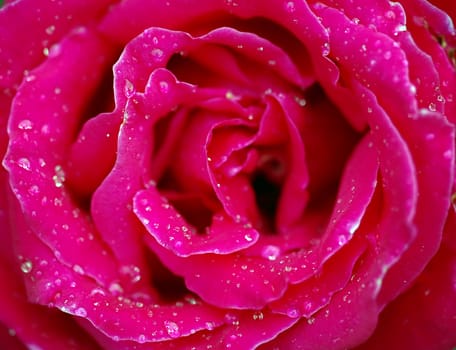 A close-up picture of a pink rose covered with water droplets