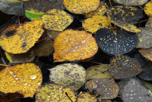 Close-up picture of some autumn's leaves with a few droplets on them