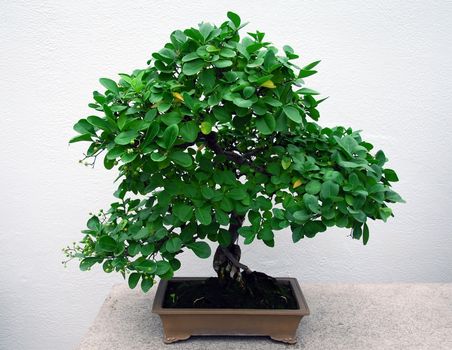 Picture of a bonsai tree with a white background