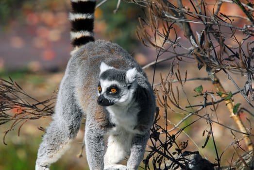 Portrat of a Ring-tailed Lemur (Lemur catta) with an autumn's background