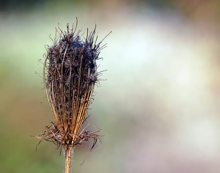 Close-up picture of a wild plant in autumn