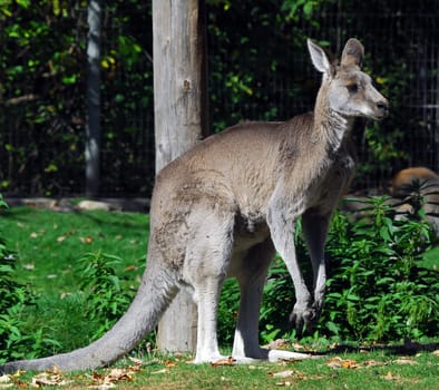 Portrait of an Eastern Grey Kangaroo (Macropus giganteus)