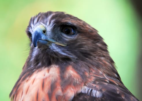 Closeup portrait of a Goshawk (Accipiter gentilis)