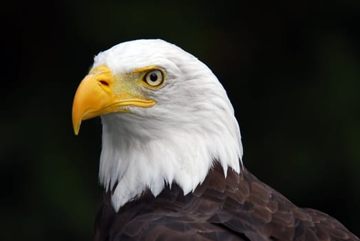 Portrait of an American Bald Eagle (Haliaeetus leucocephalus)