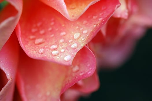 A close-up picture of a rose covered with water droplets