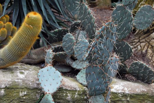 A picture showing several kinds of cactus