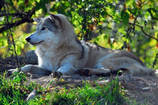 Portrait of a Gray Wolf in it's natural environment