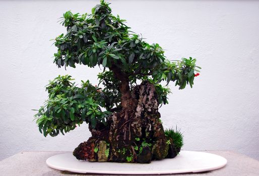 Picture of a bonsai tree with a white background