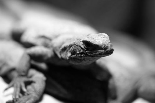 Close-up picture in black and white of a lizard 