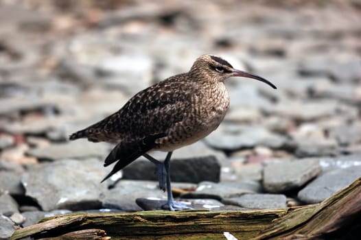 A close-up picture of a Whimbrel (Numenius Phaeopus) on the shore