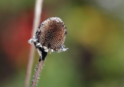 Close-up picture of a wild plant in autumn