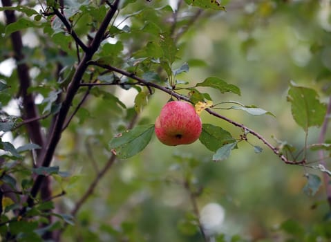 Picture of some wild apples on their branch