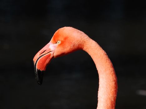 Portrait of a Pink Flamingo with a black background