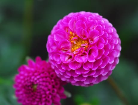 Close-up picture of a pink flower under the rain