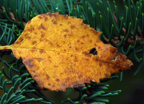 Close-up picture of a orange leaf in autumn