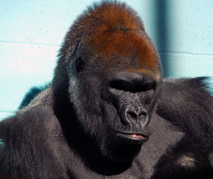 Close-up portrait of a big gorilla in a zoo