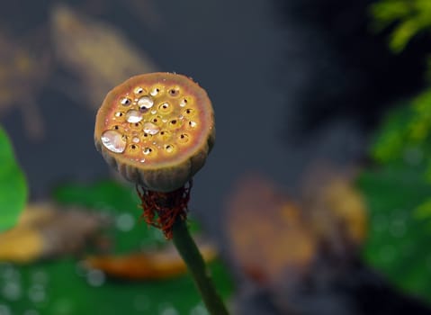 Picture of a wild plant with water drops on it's top