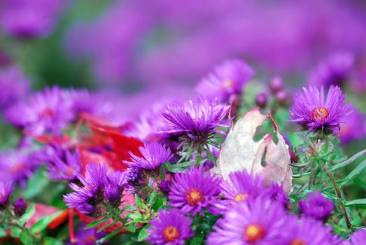 Close-up picture of several small purple flowers