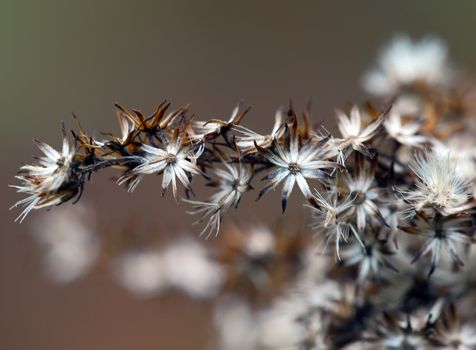 Close-up picture of a wild plant in autumn