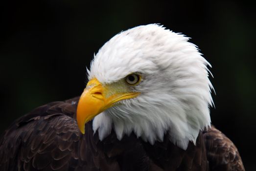 Portrait of an American Bald Eagle (Haliaeetus leucocephalus)