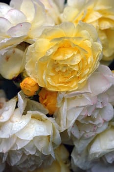 A close-up picture of many yellow roses covered with water droplets