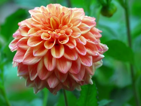 Close-up picture of a pink and yellow flower under the rain