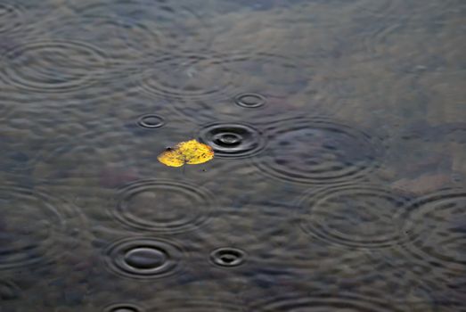 Picture of rains falling in water with a leaf floating