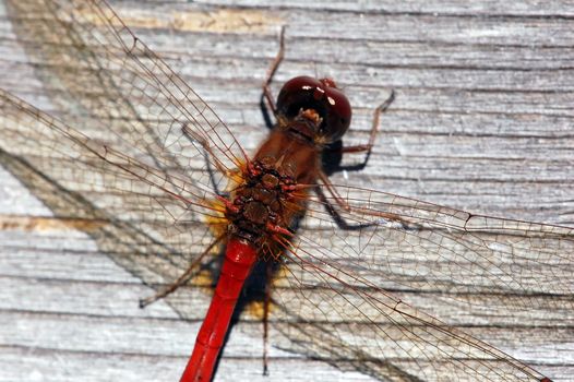 Close-up picture of a Common Darter (Sympetrum striolatum)