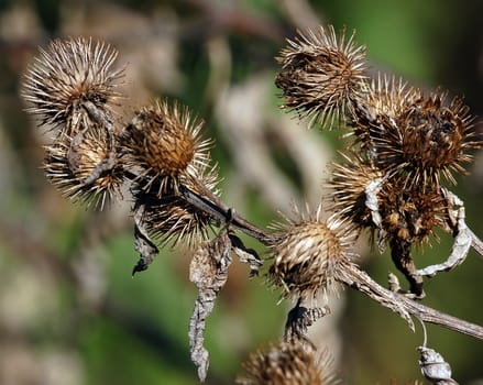 Close-up picture of a wild plant in autumn