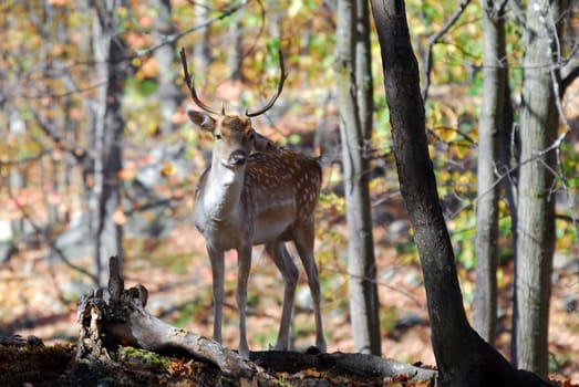 Picture of a beautiful Fallow Deer (Dama dama) in a colorful forest