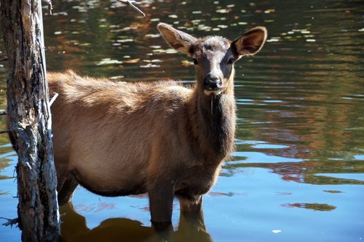 A female elk (Cervus canadensis) standing in the water of a lake