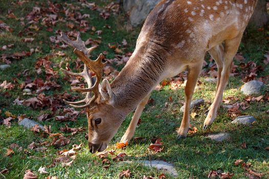 Picture of a beautiful Fallow Deer (Dama dama) in a colorful forest