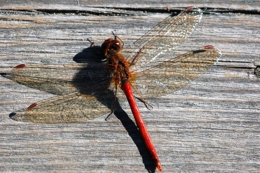 Close-up picture of a Common Darter (Sympetrum striolatum)