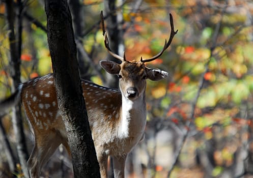 Picture of a beautiful Fallow Deer (Dama dama) in a colorful forest